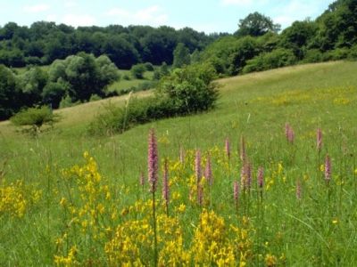 The nature arroud our Camping