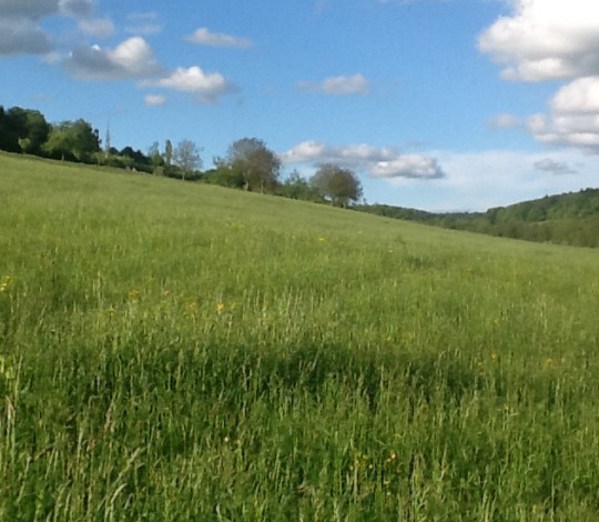 Go for a lovely walk